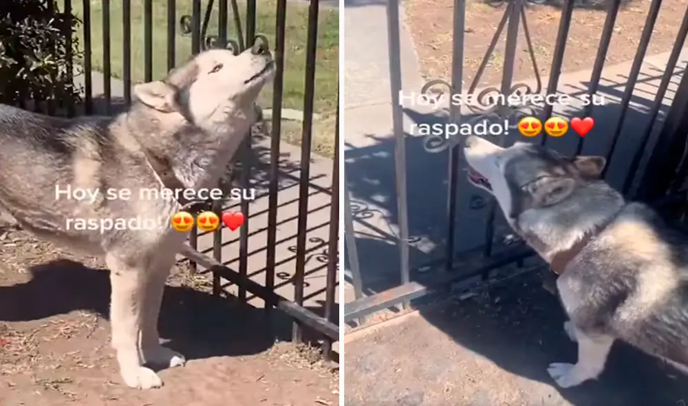 Un perrito se colocó en su puerta tras escuchar la bocina de un vendedor y comenzó a llamarlo con fuertes aullidos. Foto: captura de Facebook