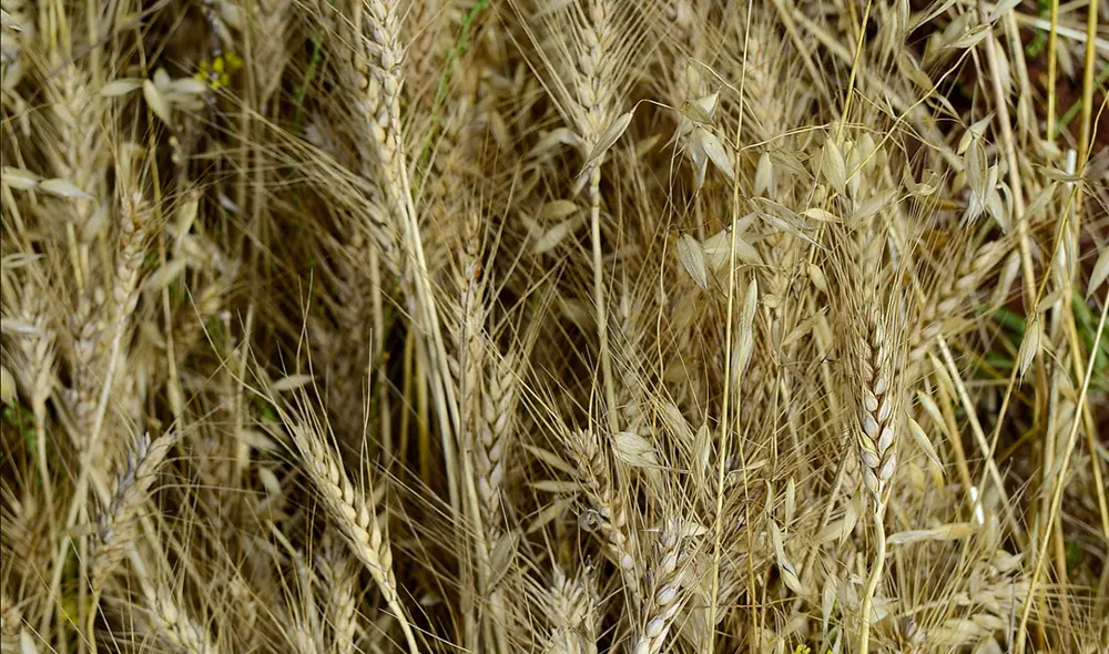 En el Perú, el consumo per cápita de trigo es de 43 kilogramos al año, estima el Ministerio de Agricultura. Foto: La República