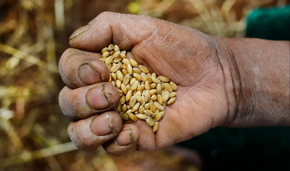 Cosecha de trigo en la ciudad Maras, Valle de Urubamba, en el Cusco. Foto: La República Cosecha de trigo en la ciudad Maras, Valle de Urubamba, en el Cusco. Foto: La República