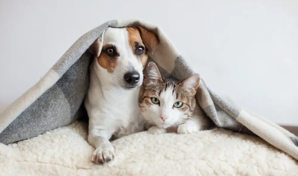 “La tolerancia al frío de las mascotas puede variar según la especie, edad, su pelaje, reserva de grasa corporal, nivel de actividad y salud”, sostiene Ana Martínez. Foto: privilegiosencompras.es