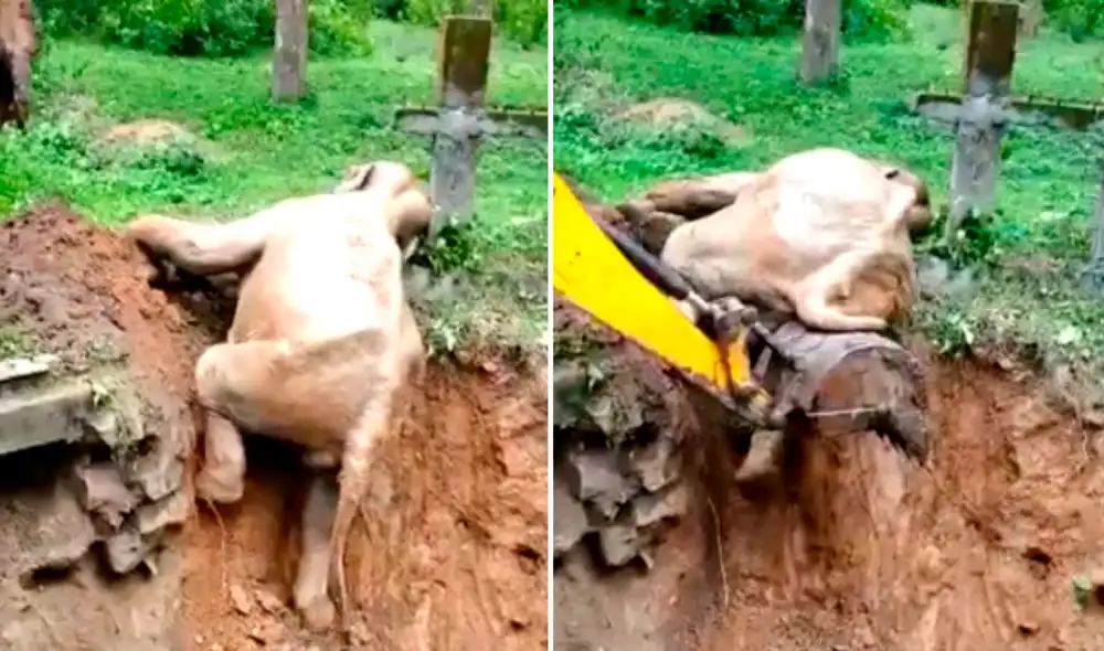 Como muestra de alegría y agradecimiento, el elefante se acercó hasta el camión excavador. Foto: captura de TikTok