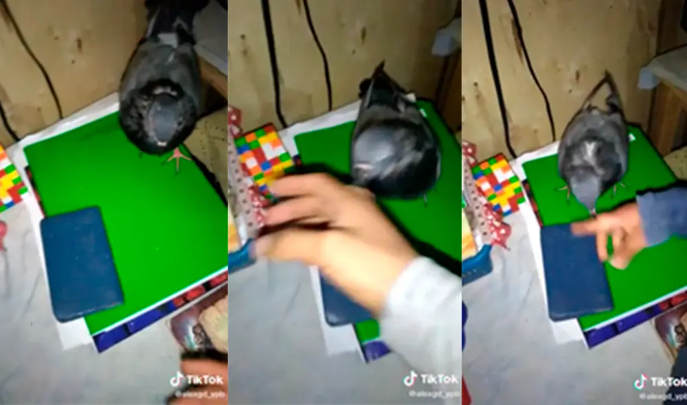 El ave sorprendió a los propietarios de la vivienda al adueñarse del juguete. Foto: captura de TikTok