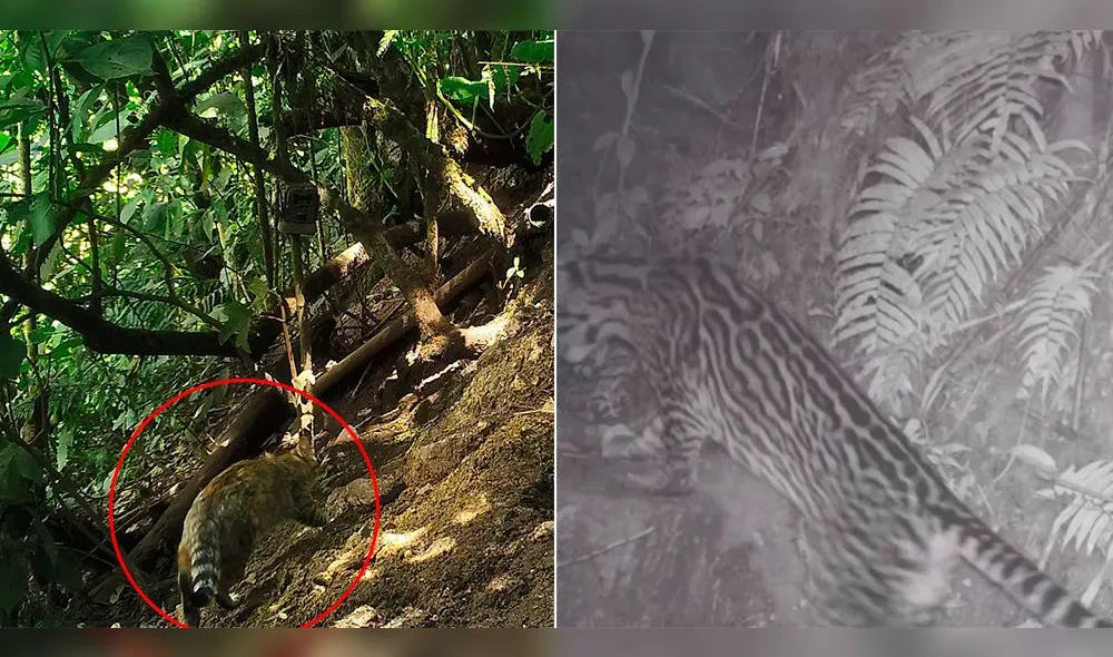 El registró se realizó entre junio de 2018 y enero de 2019, Foto: composición La República