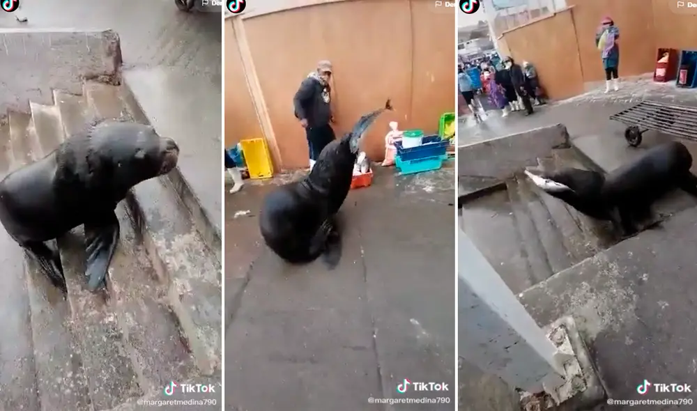 El animal subió por las escaleras del muelle para llevarse su premio sorprendiendo a uno de los pescadores. Foto: captura de TikTok