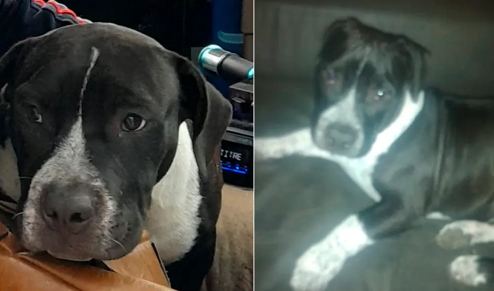 Can se extravió cuando salió a pasear la noche del último sábado. Foto: composición LR / difusión