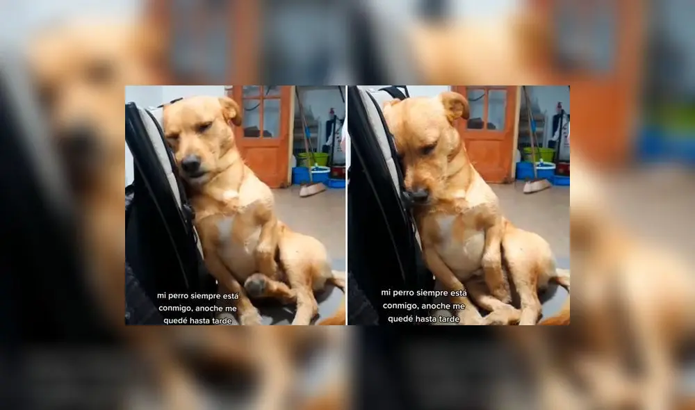 La tierna actitud del can enterneció a usuarios de redes sociales. Foto: captura de TikTok La tierna actitud del can enterneció a usuarios de redes sociales. Foto: captura de TikTok