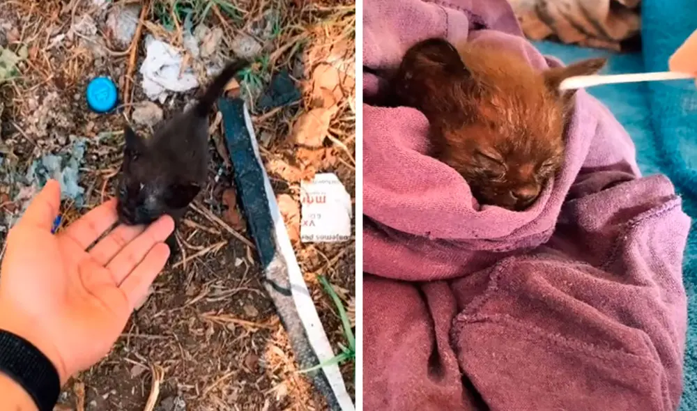 Un joven detuvo su recorrido al escuchar unos maullidos, sin imaginar que iba a encontrar a un pequeño felino y decidió llevárselo a su casa. Foto: captura de YouTube