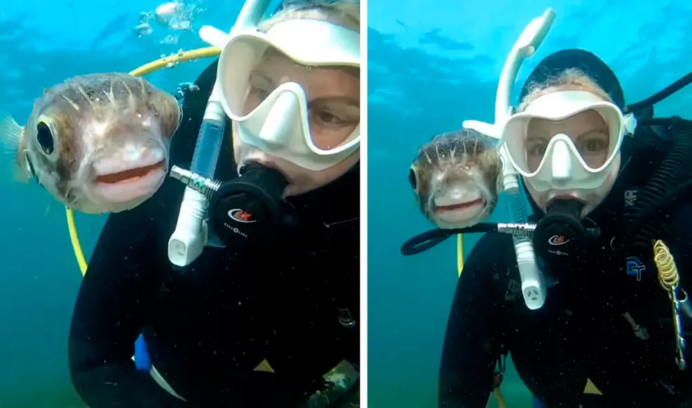 Una joven se sumergió a lo más profundo de un mar, sin imaginar que un curioso animal se iba a colocar a su costado de forma amigable. Foto: captura de YouTube Una joven se sumergió a lo más profundo de un mar, sin imaginar que un curioso animal se iba a colocar a su costado de forma amigable. Foto: captura de YouTube