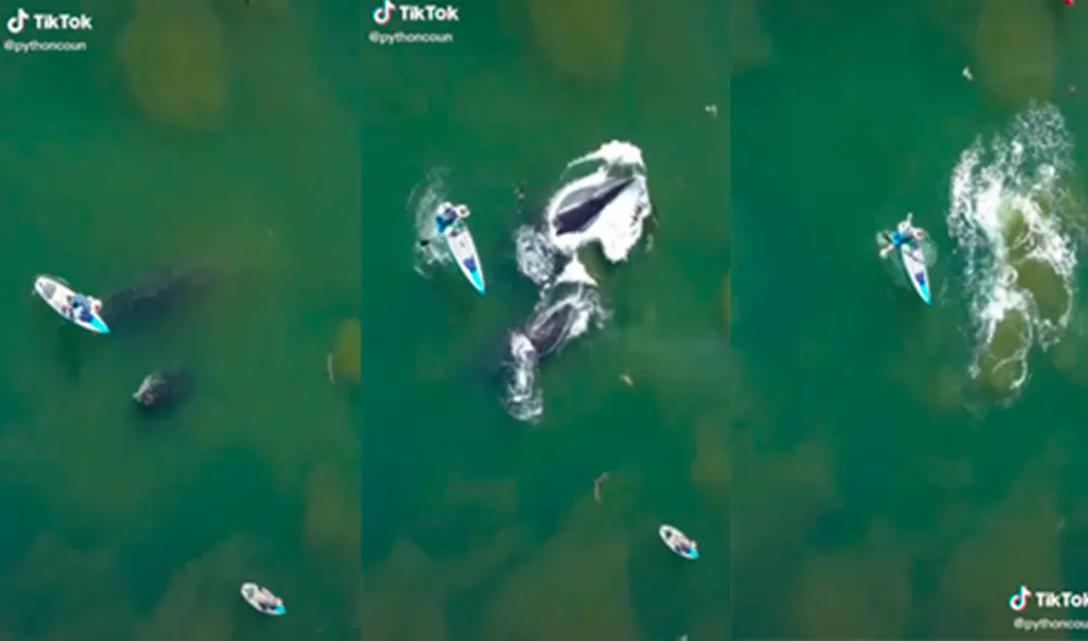 El hombre se encontraba realizando surf de remo cuando notó la presencia de los cetáceos y cayó al mar por el susto. Foto: captura de TikTok