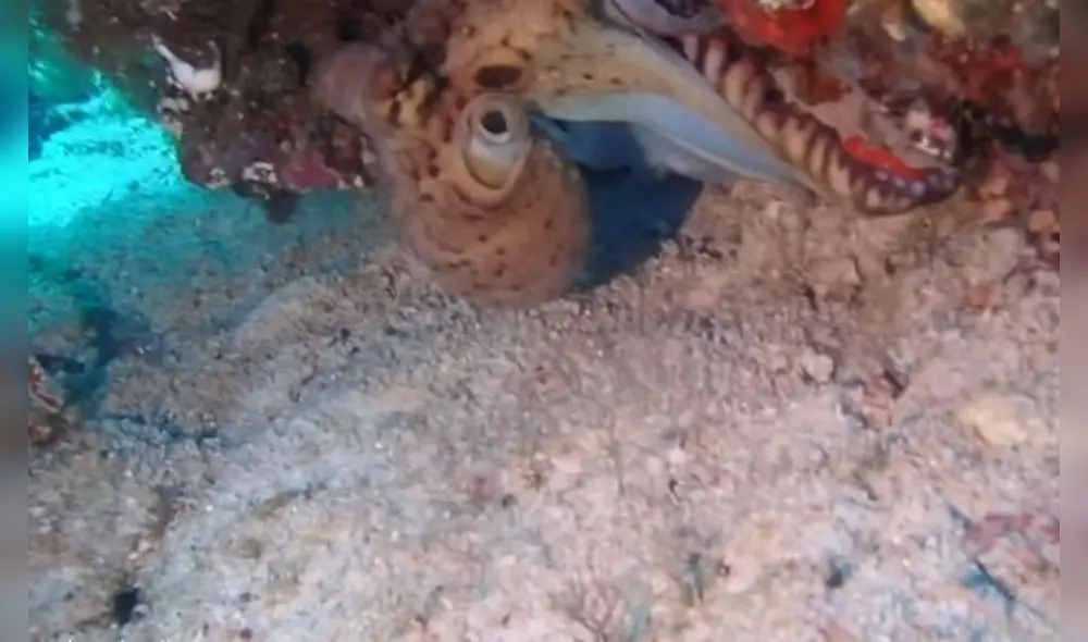 Las sorprendentes imágenes captadas por una usuaria de YouTube fueron compartidas en redes sociales. Foto: captura de YouTube Las sorprendentes imágenes captadas por una usuaria de YouTube fueron compartidas en redes sociales. Foto: captura de YouTube