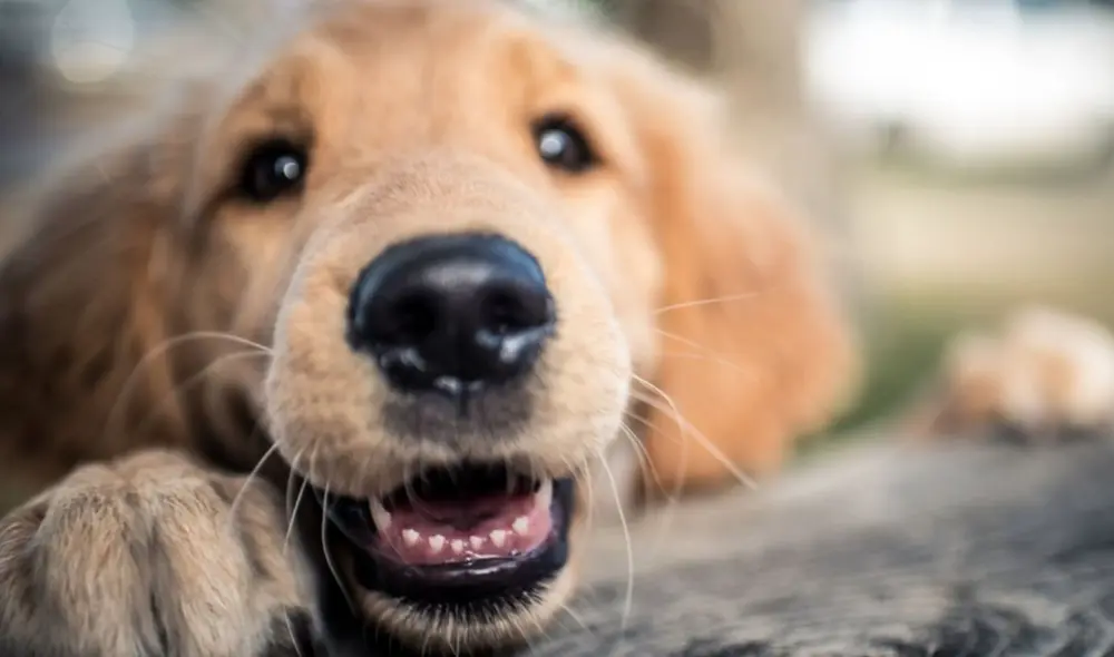 Perros presentan una tasa más alta de éxito en detección de COVID-19 y una capacidad de evaluación de 250 personas por hora. Foto: difusión