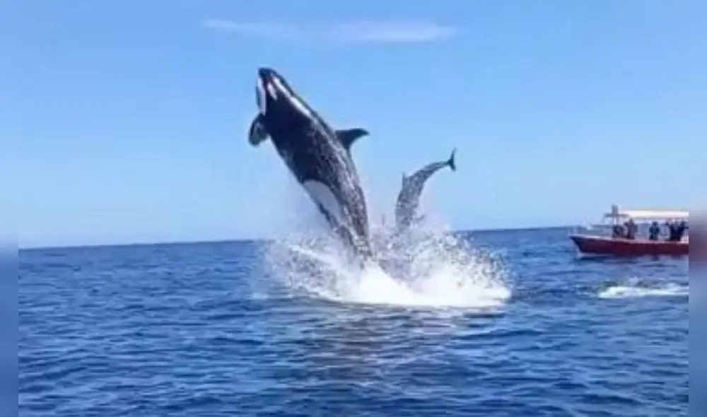 Al menos 10 orcas se encontraron con un grupo de delfines y lograron aislar a uno de ellos para cazarlo. Foto: captura de Instagram Al menos 10 orcas se encontraron con un grupo de delfines y lograron aislar a uno de ellos para cazarlo. Foto: captura de Instagram