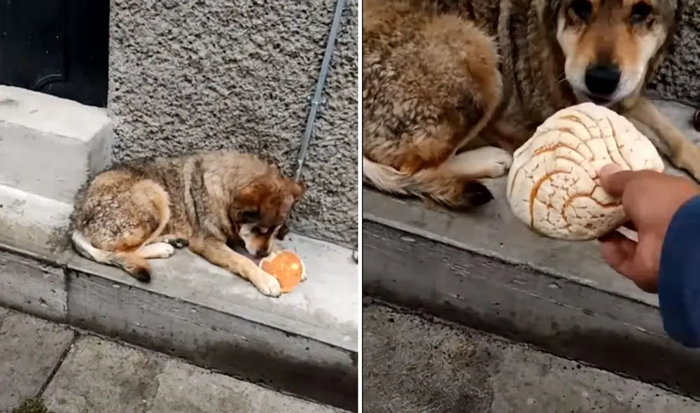 La acción de este noble joven logró conmover a miles de usuarios. Foto: captura de TikTok