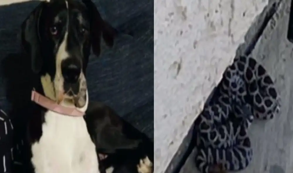 La historia de Mía dejó sin palabras a miles de usuarios en las redes sociales. Foto: captura de YouTube La historia de Mía dejó sin palabras a miles de usuarios en las redes sociales. Foto: captura de YouTube