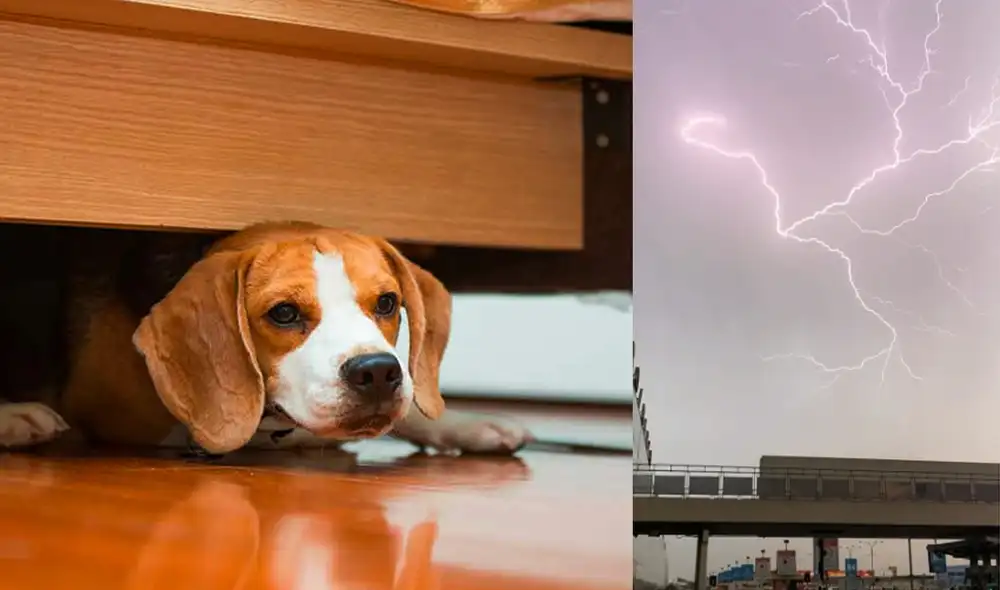 Los canes suelen esconderse bajo las camas para soportar el miedo. Aquí te brindamos consejos para ayudarlos a distraer su mente frente a estos fenómenos. Foto: difusión