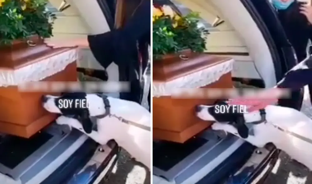 La mascota se rehusaba a abandonar el ataúd pese a que estaba en la carroza camino a su última morada. Foto: captura de TikTok La mascota se rehusaba a abandonar el ataúd pese a que estaba en la carroza camino a su última morada. Foto: captura de TikTok