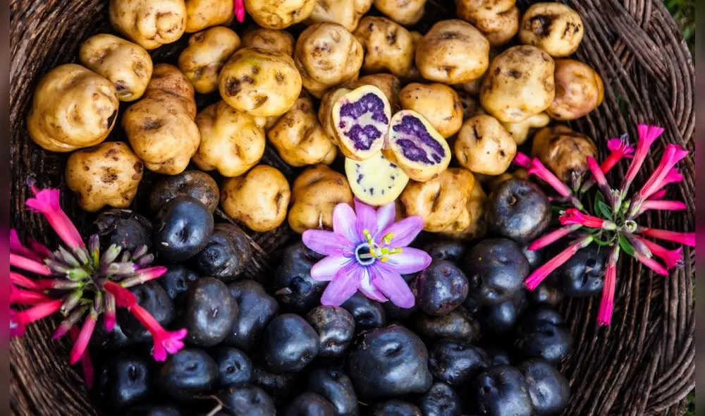 La edad de los productores está entre los 45 y 50 años. Foto: Midagri La edad de los productores está entre los 45 y 50 años. Foto: Midagri
