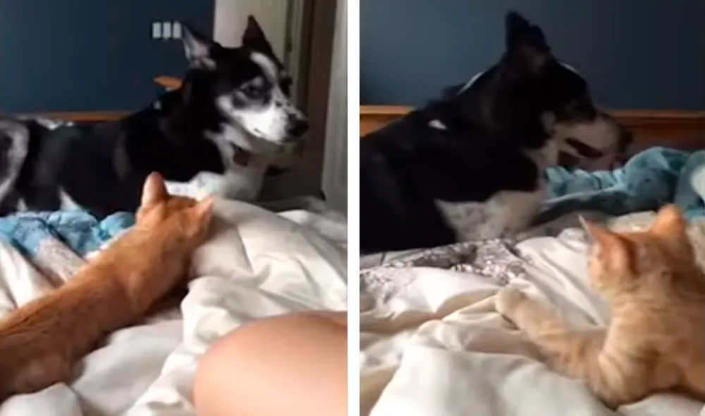 Perro y gato se divertían jugando en la cama de su dueña sin enojarse lo cual demostró la gran amistad que llevan. Foto: captura de YouTube