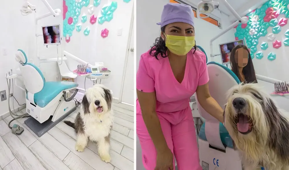 A consecuencia de que sus pacientes se ponían nerviosos en sus consultas, una dentista llevó a su perrito hasta su local para que la pueda ayudar. Foto: Roy Ramirez/ Facebook