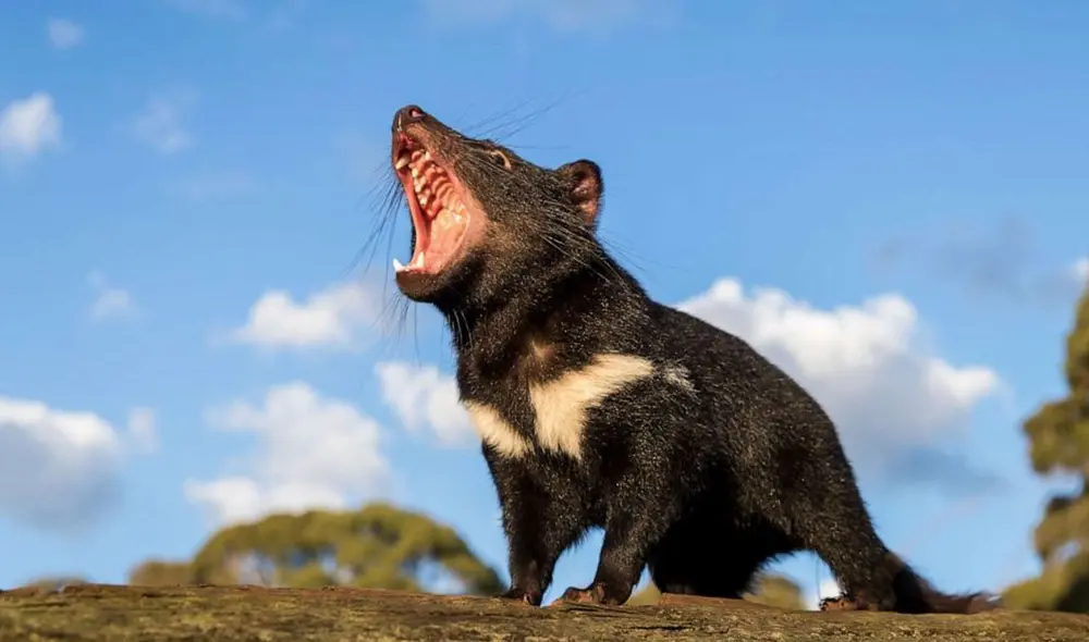 Los demonios de Tasmania fueron reintroducidos en Australia en el 2020. Foto: Aussie Ark