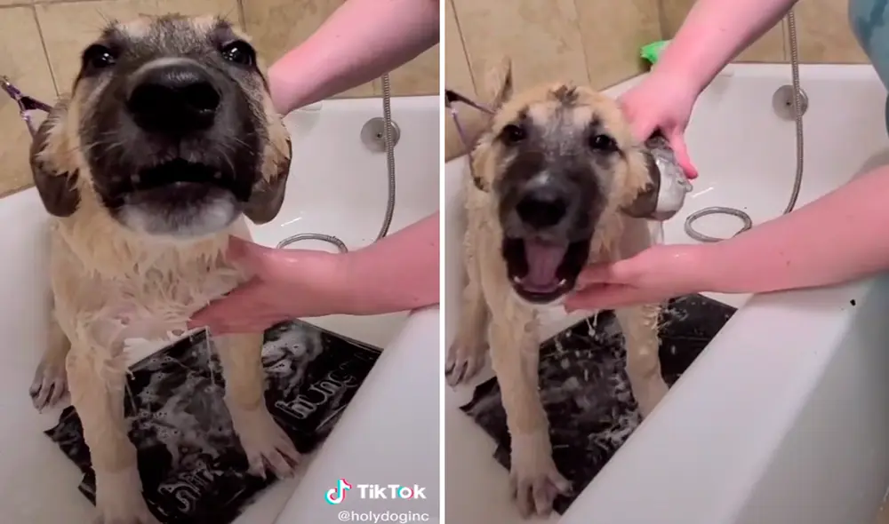 El perro comenzó a hacer el extraño sonido cuando sintió caer el agua sobre su lomo. Foto: captura de TikTok