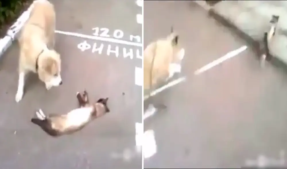 El perro no dudó en correr rápidamente tras engañar al perro con su convincente actuación. Foto: captura de TikTok
