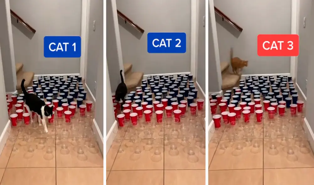 Un joven creó una competencia en su casa para conocer la destreza de sus tres gatos al colocar vasos en el suelo, los cuales no debían tocar ni botar. Foto: captura de Facebook Un joven creó una competencia en su casa para conocer la destreza de sus tres gatos al colocar vasos en el suelo, los cuales no debían tocar ni botar. Foto: captura de Facebook