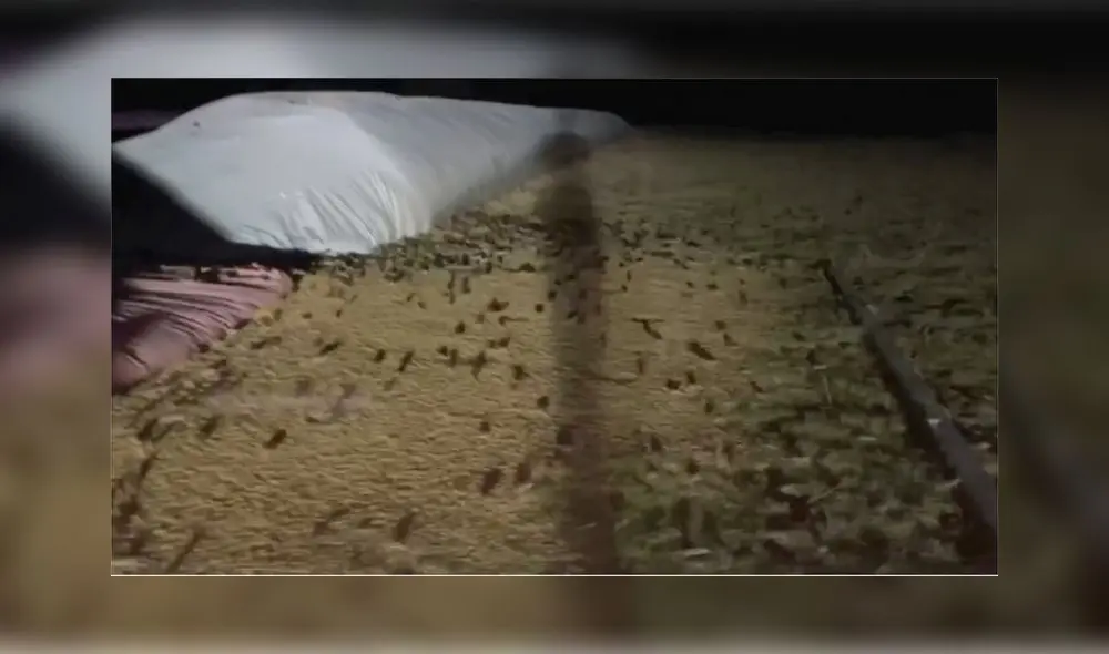 “El único ratón bueno es un ratón muerto”, declaró el viceprimer ministro australiano. Foto: captura de ITV News