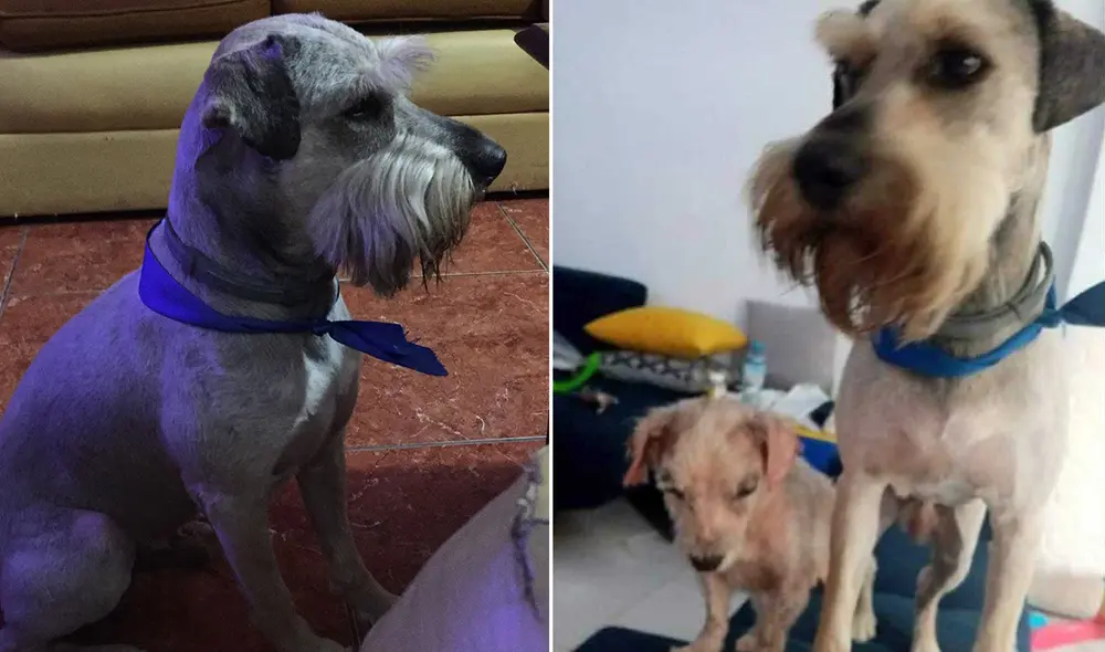 Oso lleva un collar de color gris/plomo en el cuello, donde también tiene un pañuelo de color turquesa. Foto: composición La República