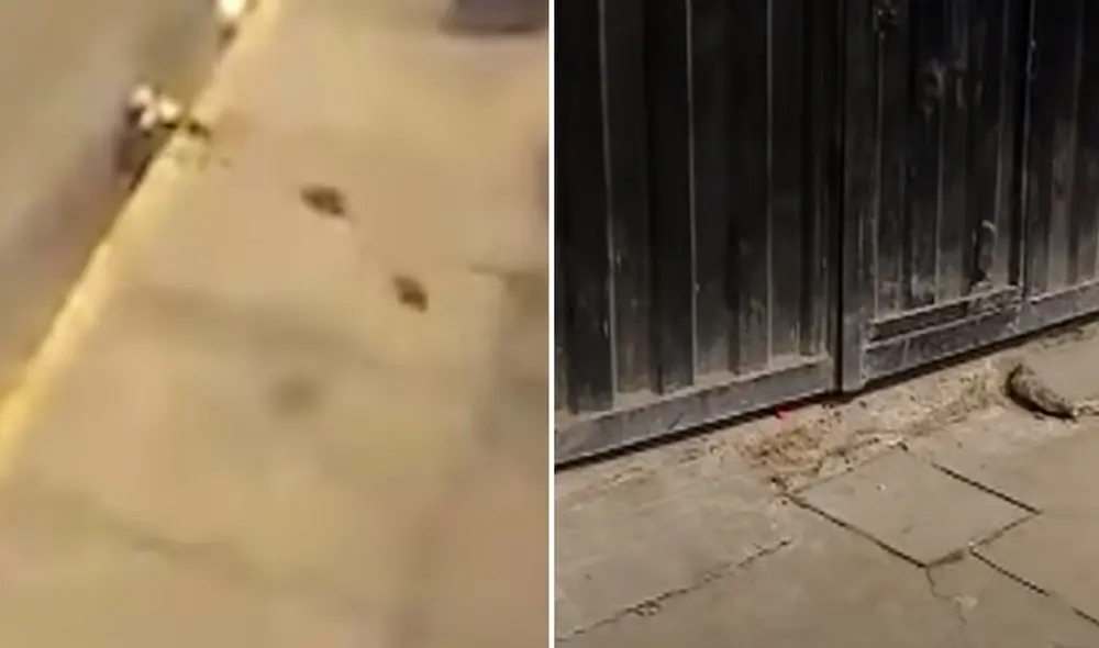 Vecinos de la zona presumen que el nido de los roedores se encuentre en un predio del vecindario. Foto: captura Panamericana Televisión/composición La República