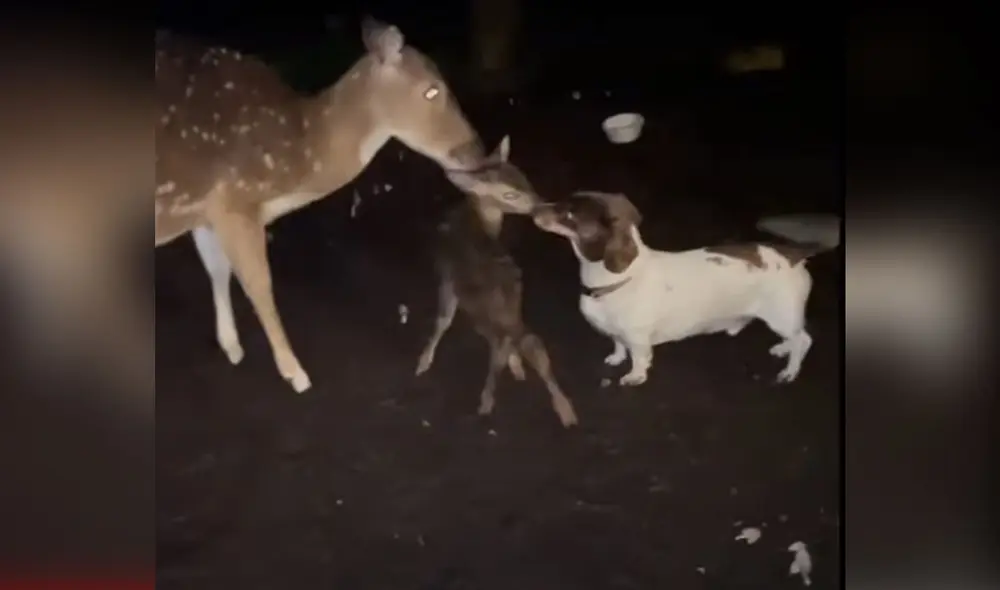 Miles de usuarios quedaron conmovidos con esta tierna escena. Foto: captura de YouTube