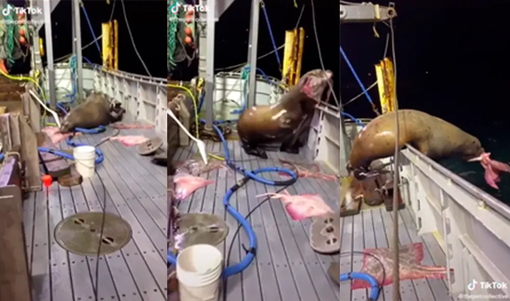 El animal marino sorprendió a los tripulantes al llevarse consigo parte de la pesca. Foto: captura de TikTok