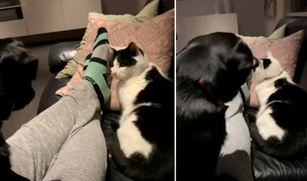 Miles de usuarios se divirtieron al escuchar el sonido del can. Foto: captura de Facebook