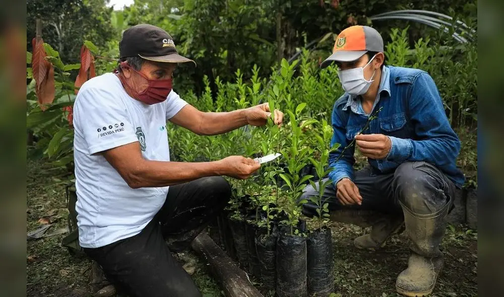Devida reportó la recuperación de 4.141 hectáreas de suelos degradados por cultivos ilícitos mediante la reforestación con especies forestales. Foto: difusión