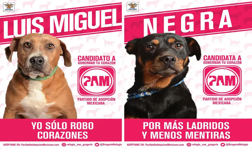 El refugio San Gregorio aprovechó las épocas de elecciones en México, con la intención de crear un partido para incentivar la adopción. Foto: Refugio San Gregorio/ Facebook