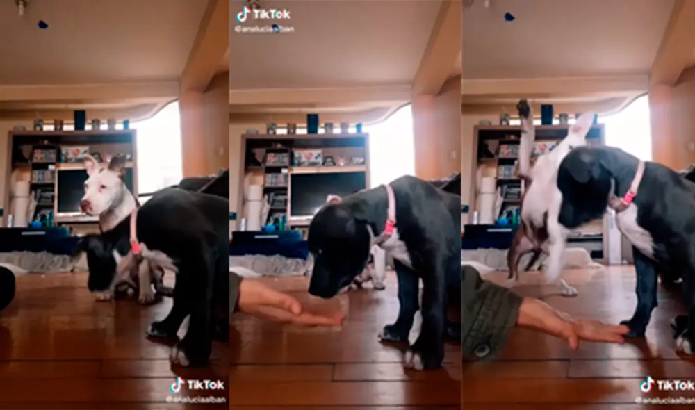El canino quiso llamar la atención de la mujer que adiestraba a su otra mascota. Foto: captura de TikTok
