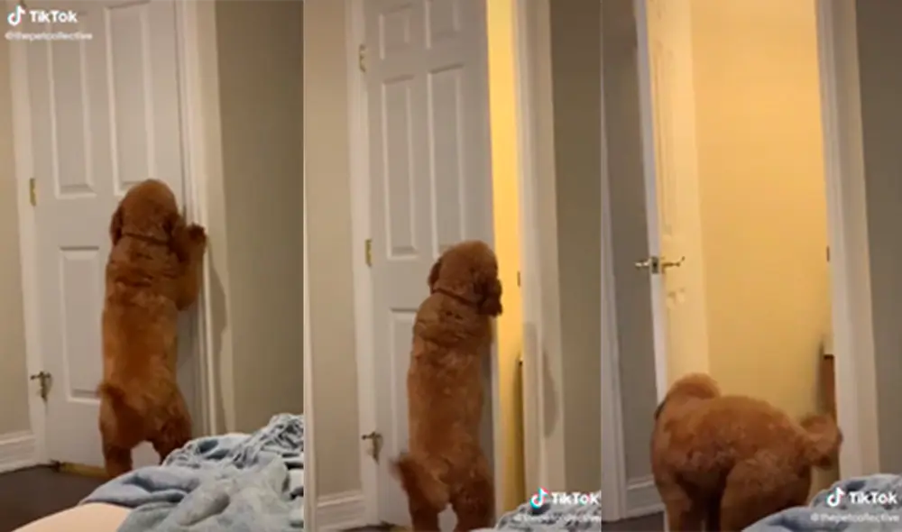 El canino sorprendió a su dueña con insólita actuación para lograr salir del cuarto por sus propios medios. Foto: captura de TikTok