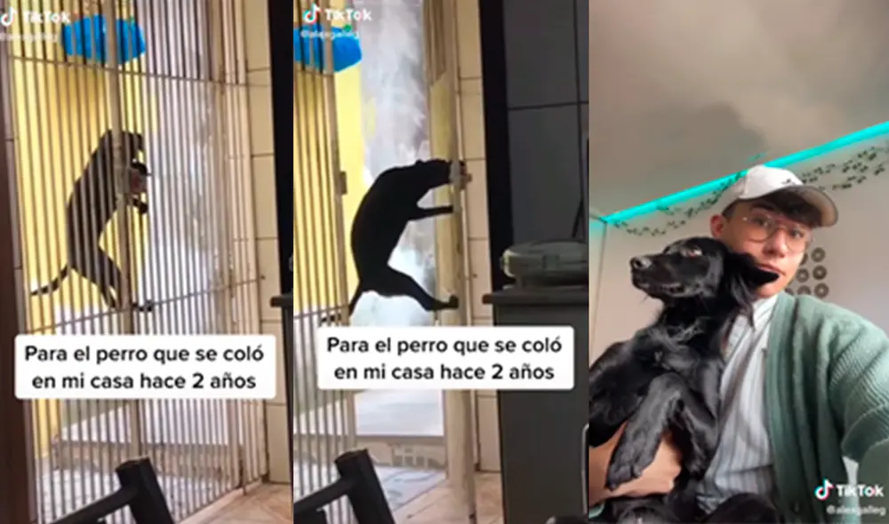 El joven grabó cómo un perro desconocido logró entrar a su casa y logró quedarse tras ser adoptado por la familia. Foto: captura de TikTok