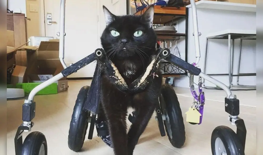 La felina tiene que hacer hidroterapia un par de veces a la semana. Foto: captura de Instagram