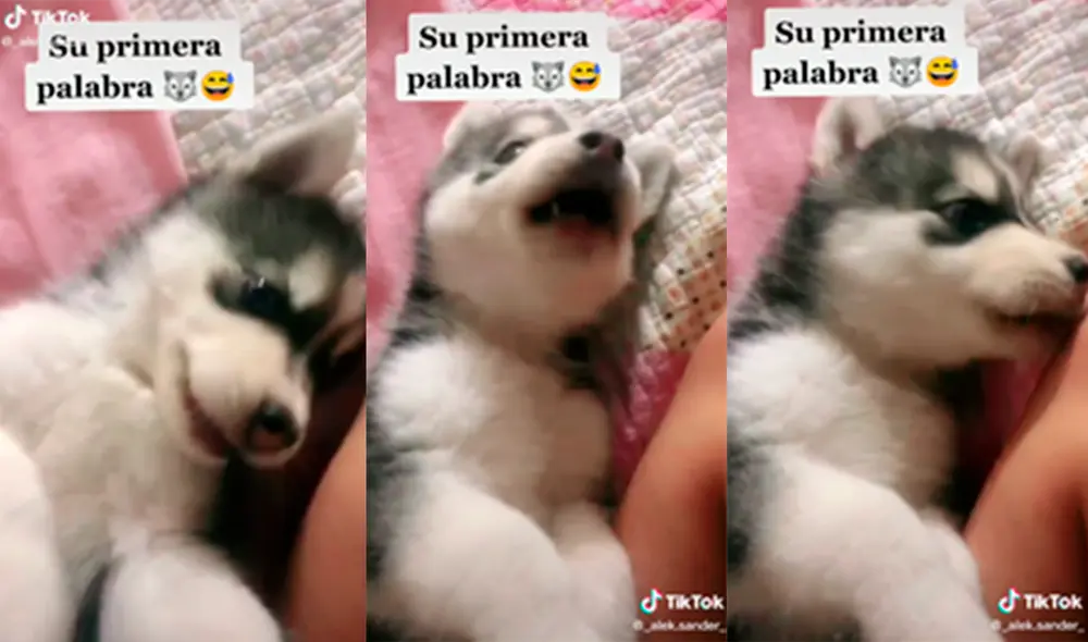 La mujer logró grabar el momento preciso en el que su perro le ‘responde’ tras ser regañado. Foto: captura de TikTok La mujer logró grabar el momento preciso en el que su perro le ‘responde’ tras ser regañado. Foto: captura de TikTok