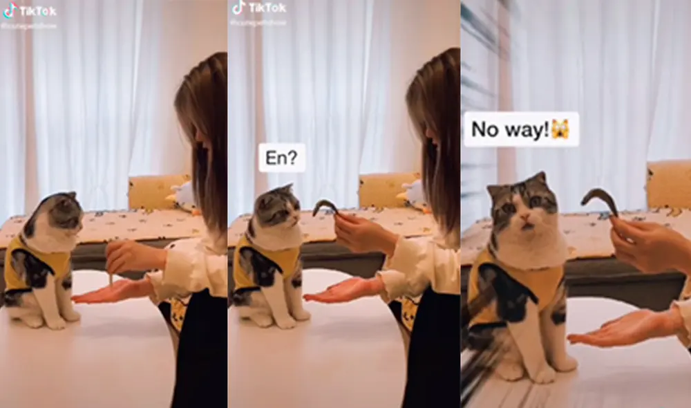 El minino se sorprendió con el acto de magia que le mostró la mujer. Foto: captura de TikTok