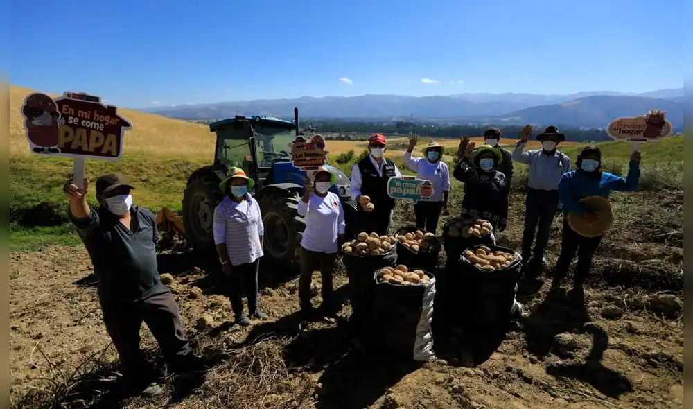 La papa a nivel nacional es cultivada por 711.313 familias, distribuidas en 19 regiones del país. Foto: Midagri