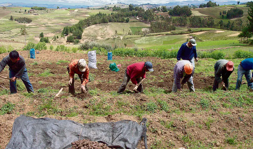 El Régimen laboral agrario ofrecía un sueldo promedio de S/39,19 diarios, incluidos CTS y gratificación. En contraste, un ministro de Estado gana S/30.000 al mes. Foto: La República