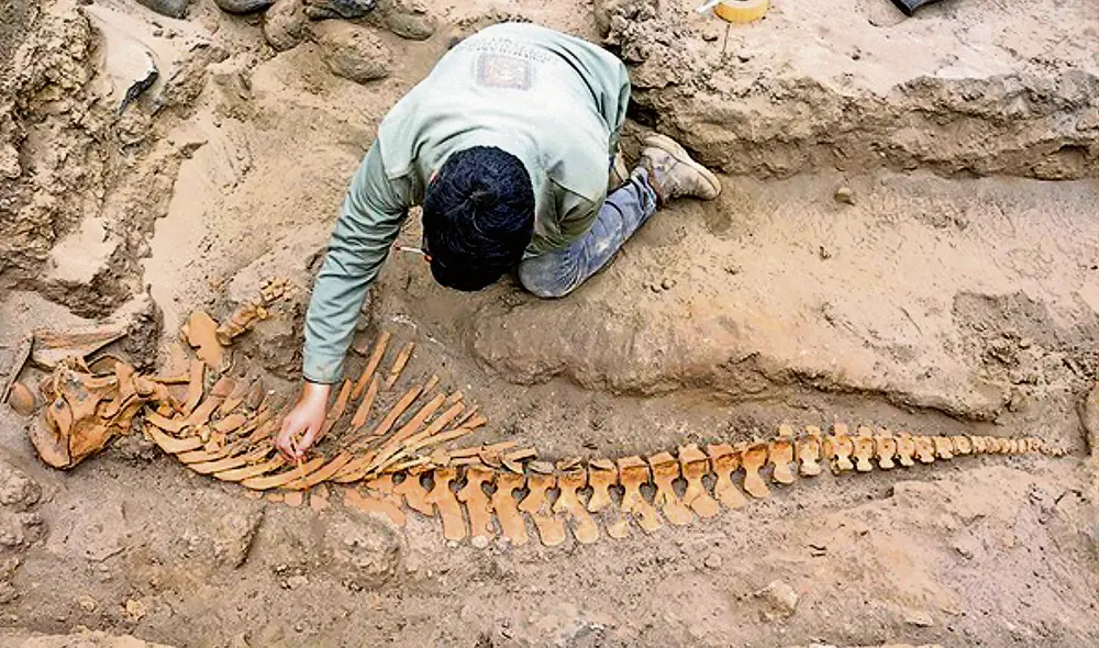 Fósiles. Hay muchas zonas paleontológicas en el sur del país. Foto: Andina