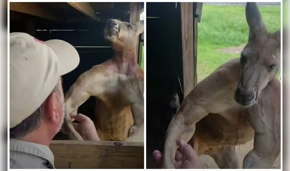 Lo que llama la atención es la poderosa musculatura que se le marca. Foto: captura de TikTok