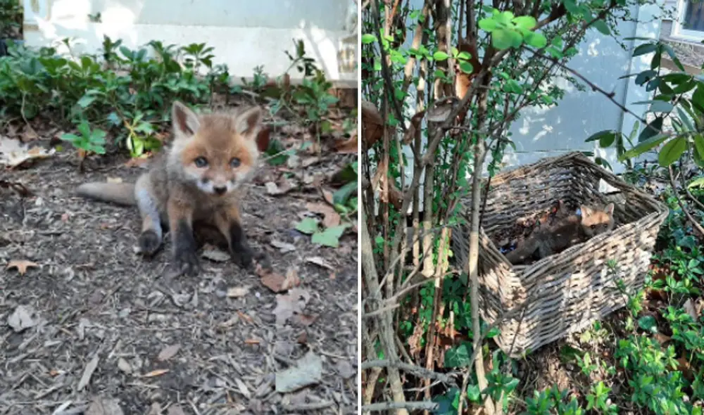 Miles de usuarios quedaron conmovidos con la historia de este zorro bebé. Foto: captura de Facebook