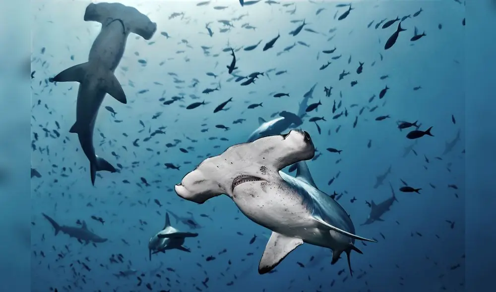 Reserva Nacional Dorsal de Nasca en peligro. Foto: SHUTTERSTOCK