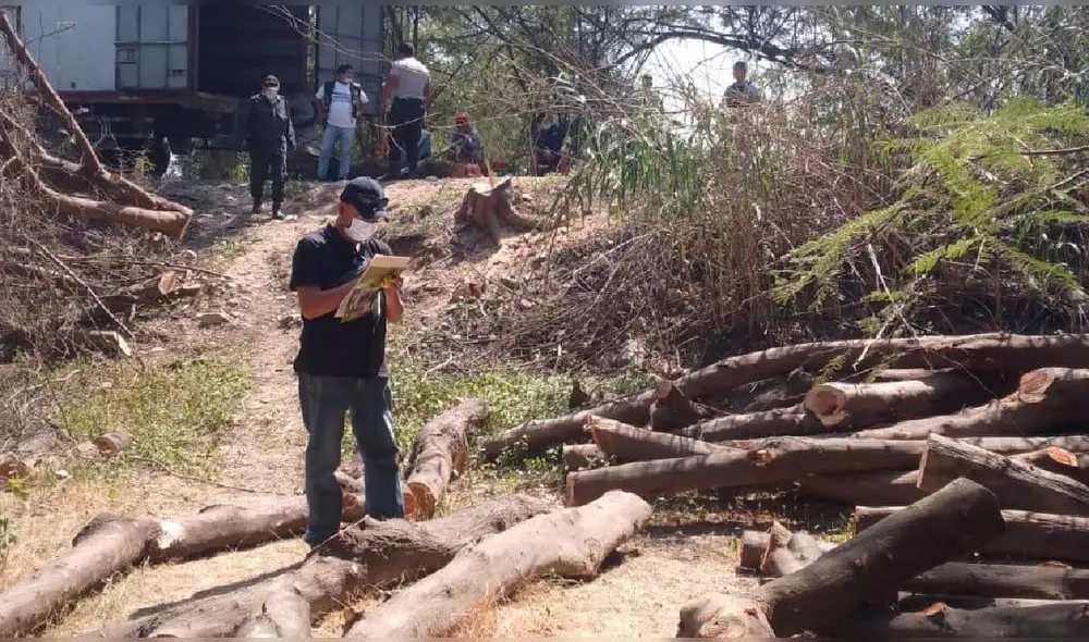 Durante operativo se incautaron 47 trozas de faique, una especie protegida por la legislación nacional. Foto: FEMA Piura