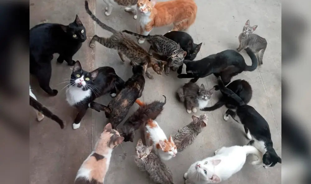 Refugio informó que se incrementó el abandono de gatitos durante los últimos meses. Foto: Garritas al Rescate