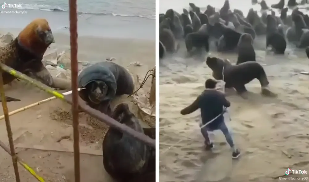 El noble gesto recibió miles de aplausos y pidieron cuidar las playas de la contaminación por plásticos. Foto: captura de TikTok El noble gesto recibió miles de aplausos y pidieron cuidar las playas de la contaminación por plásticos. Foto: captura de TikTok